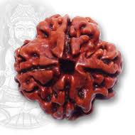 4 faced rudraksha