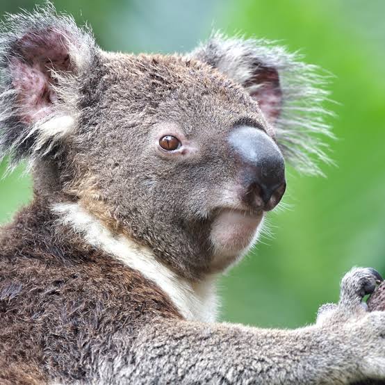 Koala Image