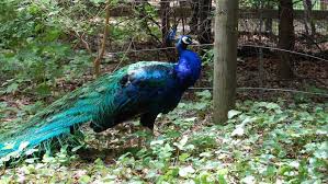 Image result for natural peacock