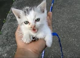 Image result for ねこ吉