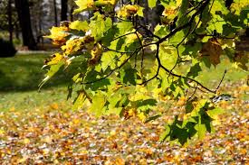 Vaizdo rezultatas pagal užklausą „rudens vaizdai“