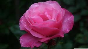 Image result for images of rose hd