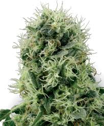 Pure Power Plant Feminisierte Samen - Sensi Seeds - pure-power-plant-feminisiert-xl