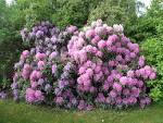 Rhododendron (Fiches plantes) - Plantes et Jardins