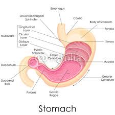 Image result for human stomach