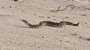 Watch: Rattlesnake Slithers Out of Ocean at Orange County Beach