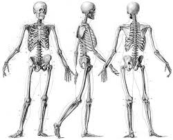 Image result for tulang atau rangka
