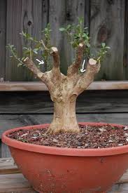 Résultat de recherche d'images pour "tree trunk repair grafts"