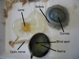 Image result for eyeball enucleation cattle