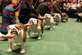Image result for dog shows