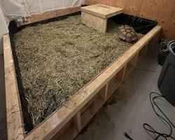 รูปภาพIndoor sulcata tortoise enclosure