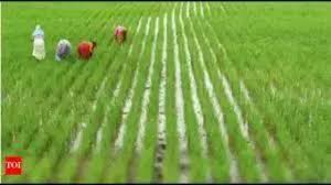 Farmers concerned as delta dists brace for heavy rain