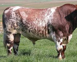 Image of Shorthorn cow