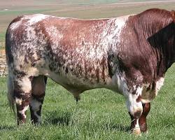 Image of Shorthorn cow