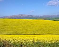 Hình ảnh về Overberg canola fields, South Africa