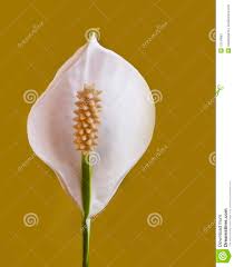 Znalezione obrazy dla zapytania kalia