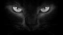 Belles photos de chats noirs