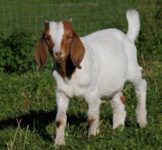 Image result for GOAT