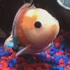 Story image for Best Pet Supplies Fish Supplies Aquarium Pond Tubing For Sale from WLBZ2.com
