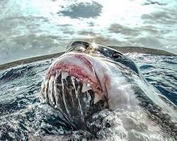 Megalodon shark breaching the surface of the water