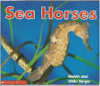 time to discover sea horses  ̹ ˻