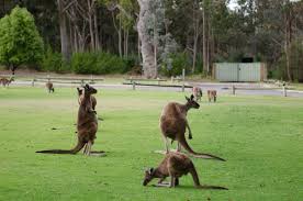 Resultado de imagen de yanchep national park