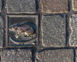 Image de rat résistant poison mutation génétique urbain city rat