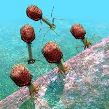 images?q=tbn:ANd9GcSMDrI7LBEcEMxi9W2tpA4WwQcvTYnSzhzyoquVJlOsRamnxDNDhw Virus mahluk kecil yang berbahaya (3)