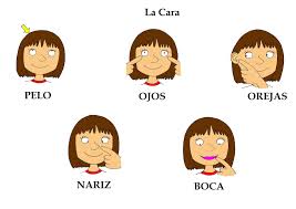 Bildresultat för las partes de la cara
