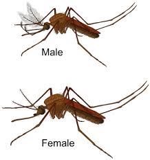 Image result for mosquito