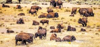 National Parks Traveler - News update