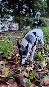 Jack Russell Terrier | Via@annefamily Walk Walk🚶🏻‍♂️ #toyfoxterrier #ratterrier #toyfoxterriersofinstagram #toyfoxterriers #toyfox #toyfoxterrierlove... | Instagram