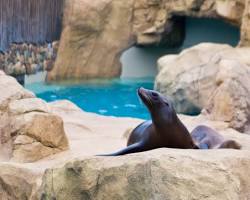 Image of Sea Lion Point at SeaWorld San Antonio