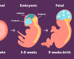 Embryo period (weeks 3-8) prenatal development