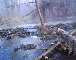 Image of Wildlife thriving in Chernobyl