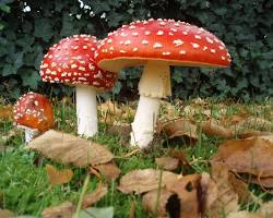 Amanita muscaria for sale | The Green House Dispensary