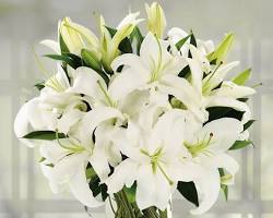 bouquet of liliesの画像