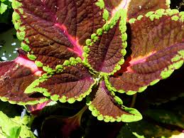 Billedresultat for Solenostemon blumei