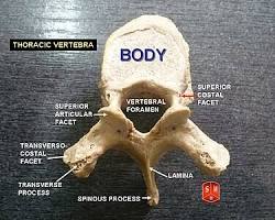 Thoracic vertebrae