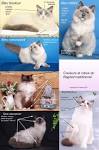 Couleur chat ragdoll