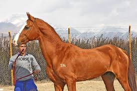 Image result for IRAN HORSES