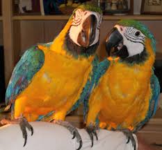 Image result for baby macaw parrot for sale