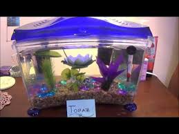 Image result for betta fish tank