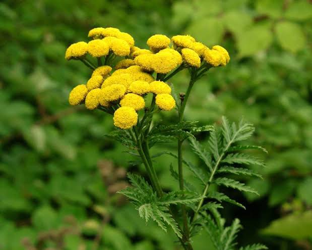 Common Tansy (Tanacetum vulgare) - Tualatin SWCD