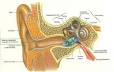 Insercin de tubos en el odo: MedlinePlus enciclopedia mdica