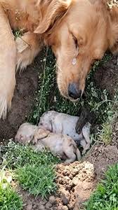 We feel a deep sorrow for Daise's loss when her first litter ...