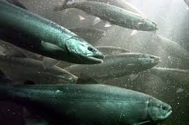 Image result for salmon