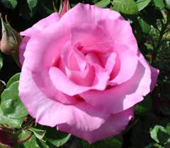 Résultat de recherche d'images pour "rose qui fleurit"