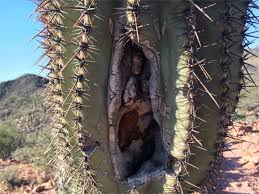Image result for saguaro cactus
