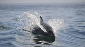 Des comportements dangereux envers un dauphin présent à Saint-Jean-de-Luz : la mairie lance un rappel à l’ordre